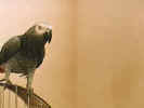 Gus the African Gray Parrot